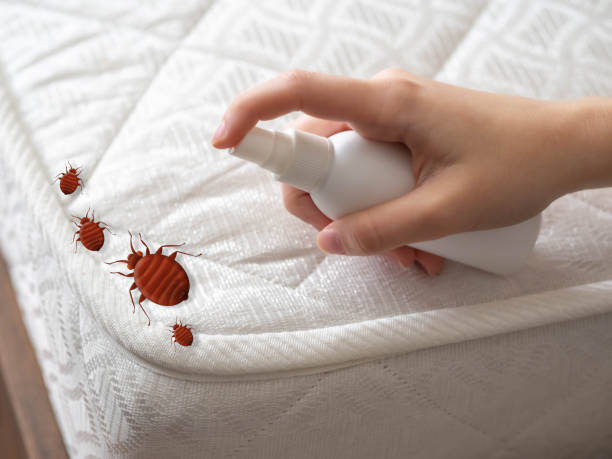 Best Real Estate Pest Inspections  in Nashua, NH